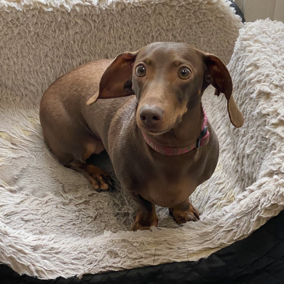 SausageDogHotel's tweet image. This evenings featured groaker is beautiful Margaret - she likes what she sees and only requires a small taste… #SharePlease