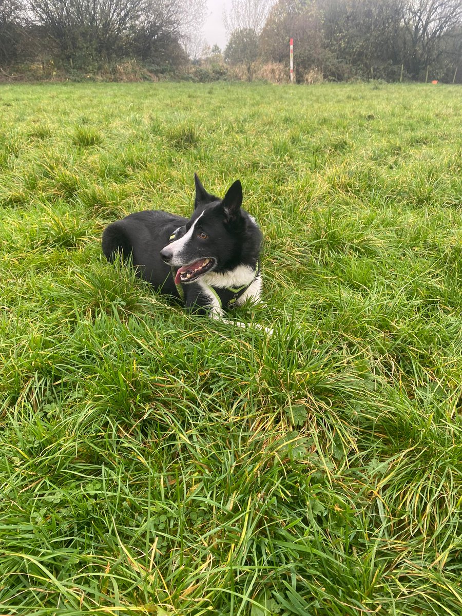 DethMeytal's tweet photo. @Deviantxdarling Good vibes from us and

Oscar who lives at A's work 
Ivy with half a Braincell
and Apollo when he's not playing catch https://t.co/hmrFXspTA5