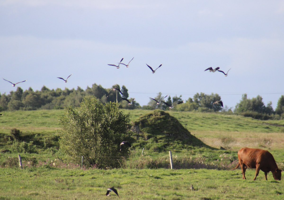 BallydanganBog's tweet image. 🎉It’s been a great season for Northern Lapwing on Ballydangan bog!🎉

🔴 This species has a Red Level conservation status

✅ But numbers are on the rise in our community due to our ongoing efforts

💡Did you know? The Lapwing is the national bird of Ireland🇮🇪

📸Abbie Torpey