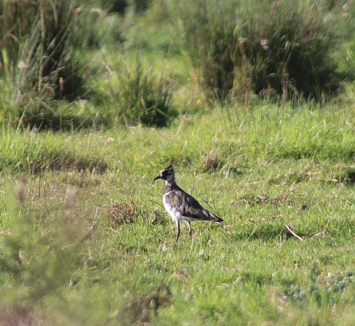 BallydanganBog's tweet image. 🎉It’s been a great season for Northern Lapwing on Ballydangan bog!🎉

🔴 This species has a Red Level conservation status

✅ But numbers are on the rise in our community due to our ongoing efforts

💡Did you know? The Lapwing is the national bird of Ireland🇮🇪

📸Abbie Torpey