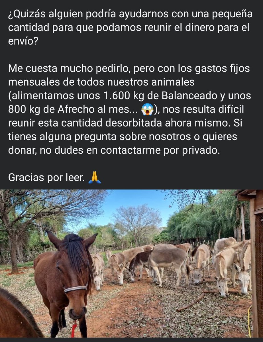 Salvando Hocicos Paraguay tweet media