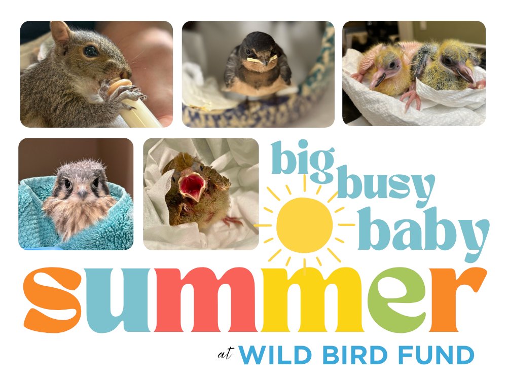 Summer is BUSY here. We’ve admitted 3,506 hatchlings, nestlings and fledglings so far, plus 145 baby squirrels. Can you help? We're trying to raise $35k this week to continue providing the high level of care these kids need: bit.ly/wbfbabies2025