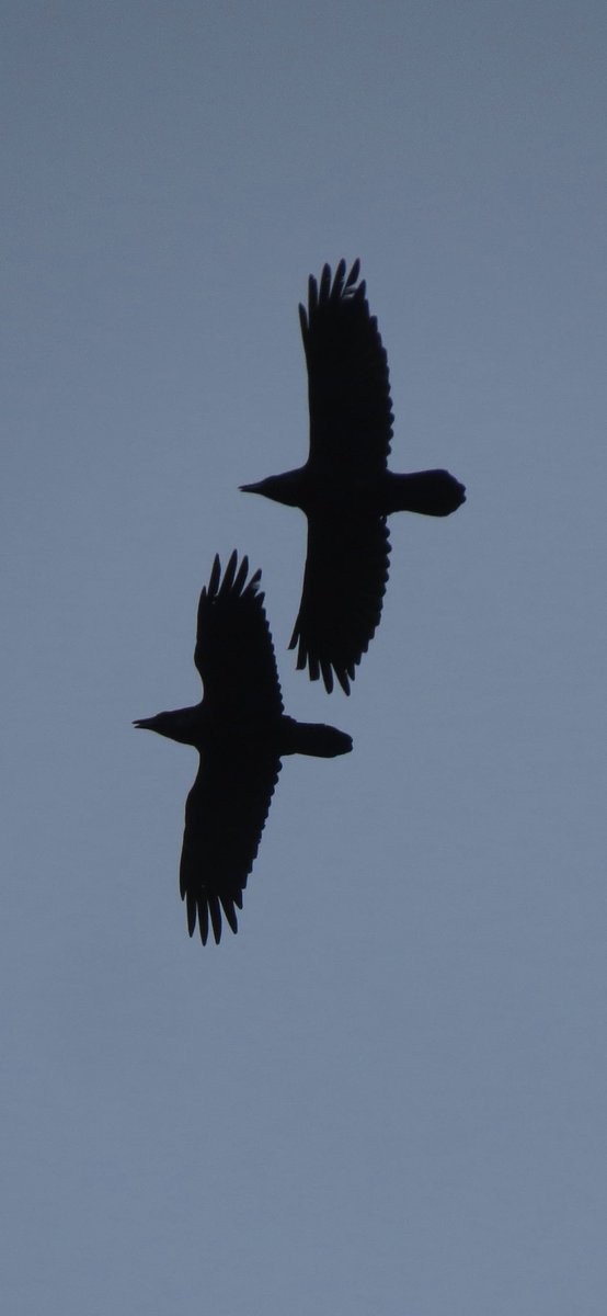Frampton pools 6 Raven 1 Swift 12 Sand Martin 5 House Martin 8 Swallow 3 lots of young Reed Warbler 3 Willow Warbler 39 Chiffchaff 3 Cettis ad Yellow Legged Gull 3 Little Egret 1 Cattle Egret 7 Grey Heron 3 Kingfisher 70 Mute Swan 1 Grey Wagtail #GlosBirds