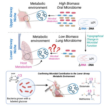 🎉 Our translational research group's paper in @CellHostMicrobe uncovers how microbial activity &amp; metabolite production vary across the respiratory tract. Common oral commensals are active in lower airways, impacting immunomodulatory metabolites. 🦠 

🔗  bit.ly/4oqLwIL