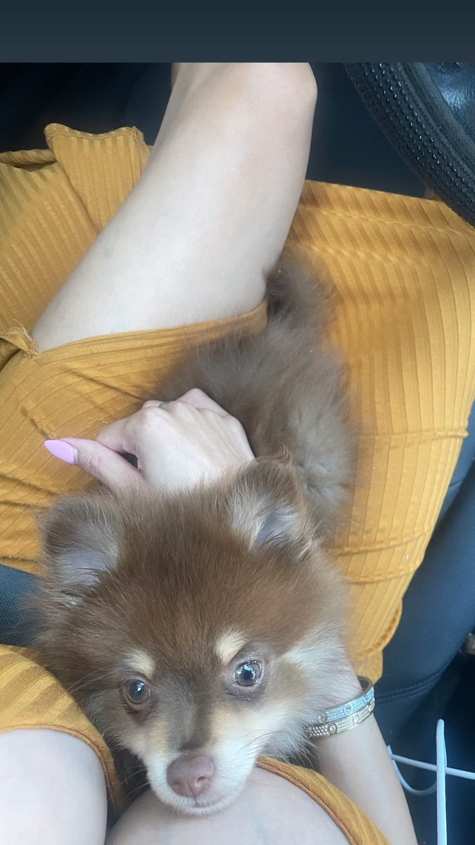 KileyFox's tweet image. We have a new baby boy—Chauncey! He looks like a bear 🐻