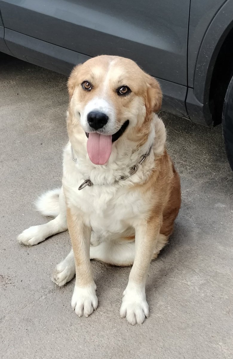 tiziana_55's tweet photo. Canile di Carini (Pa)Bailey ha circa 4 anni,dolce e equilibrato
 compatibile con tutti,castrato
negativo a tutte le malattie,chip e vaccini. Da oltre 1 anno in box
Scelto da nessuno,ha 2 occhi
dolcissimi e tanta speranza nel cuore,ma sembra invisibile 
Tg media  345 157 4313
 🙏 https://t.co/RmXEFfYIf0
