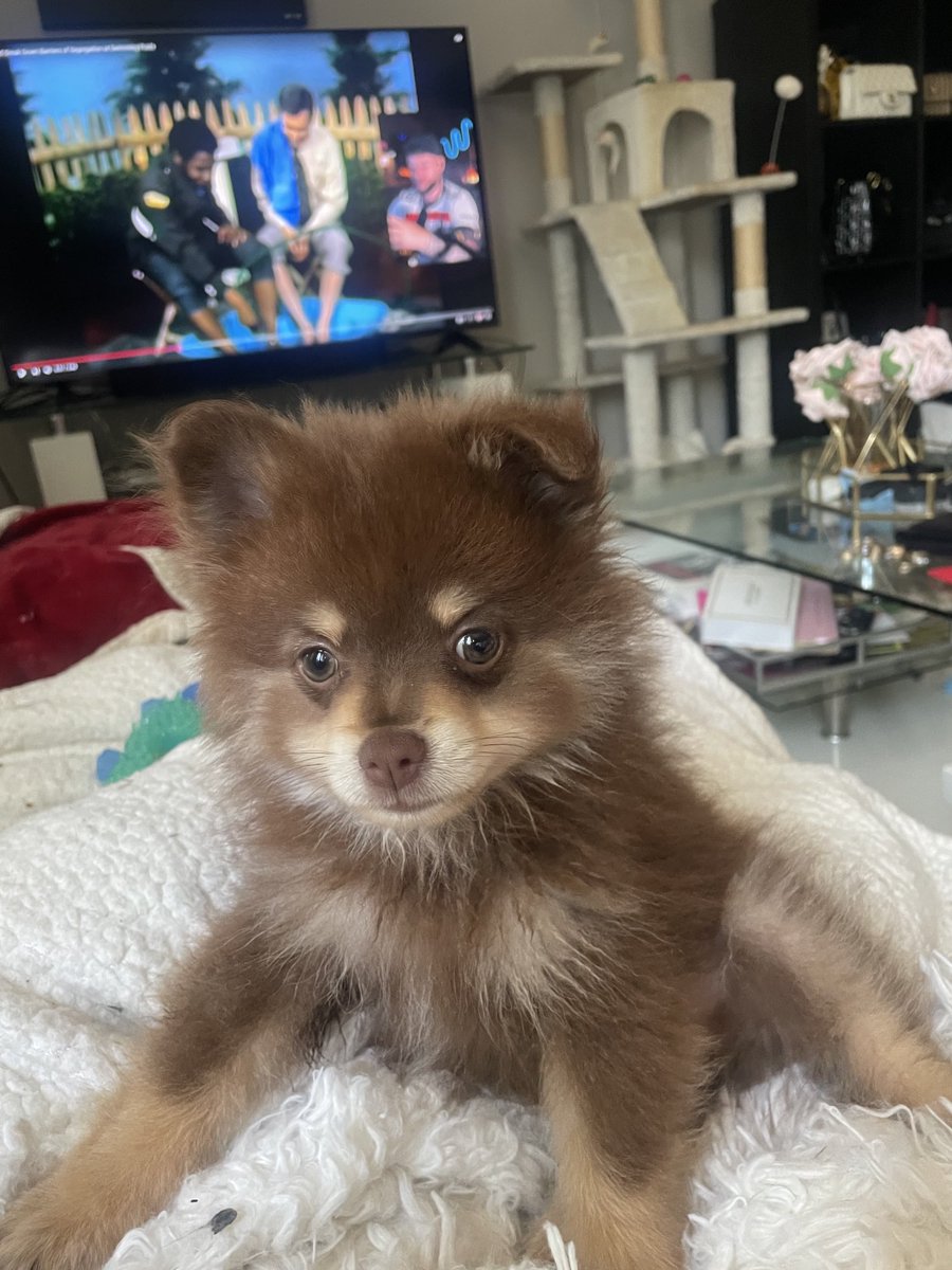 KileyFox's tweet image. I love him so much already 🐻