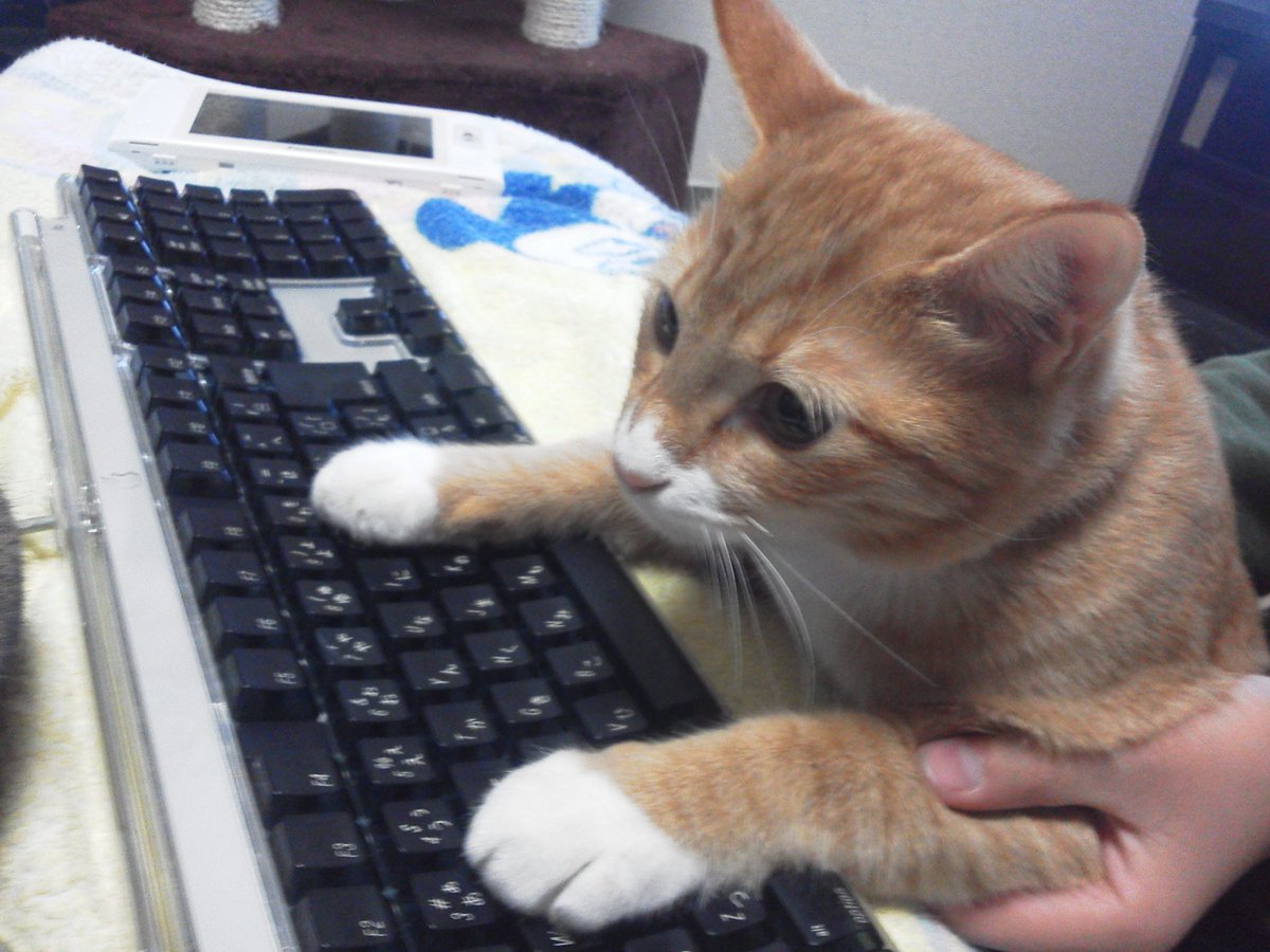 CatStockMarket's tweet photo. この子の一周忌が来たので、いくつか写真を。
お墓に入れる前にちょっと毛を貰って取っておいてるので、けだまだまガチャのネックレスに入れてあげたいな。 https://t.co/8VntE7r6ZU