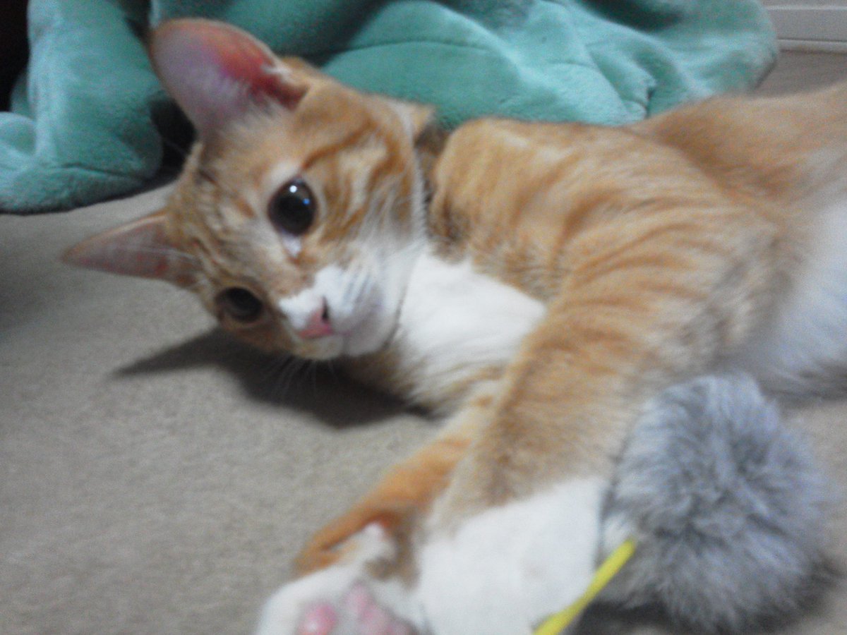 CatStockMarket's tweet photo. この子の一周忌が来たので、いくつか写真を。
お墓に入れる前にちょっと毛を貰って取っておいてるので、けだまだまガチャのネックレスに入れてあげたいな。 https://t.co/8VntE7r6ZU