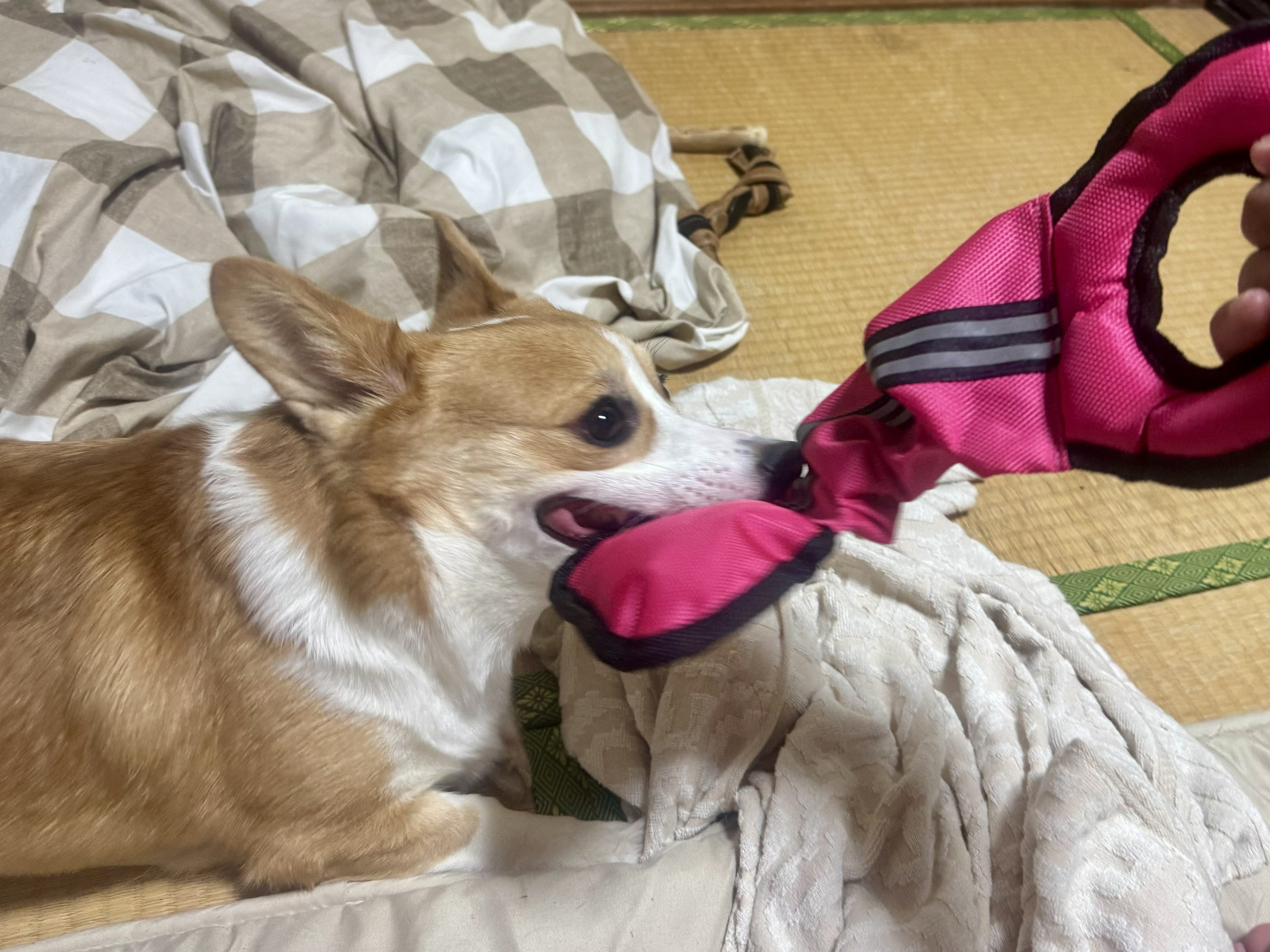 コーギー ぽちき🇯🇵_φ(・_・ｼｭｶﾞｰｱﾗｼﾞｬﾝちゃん on X: 
