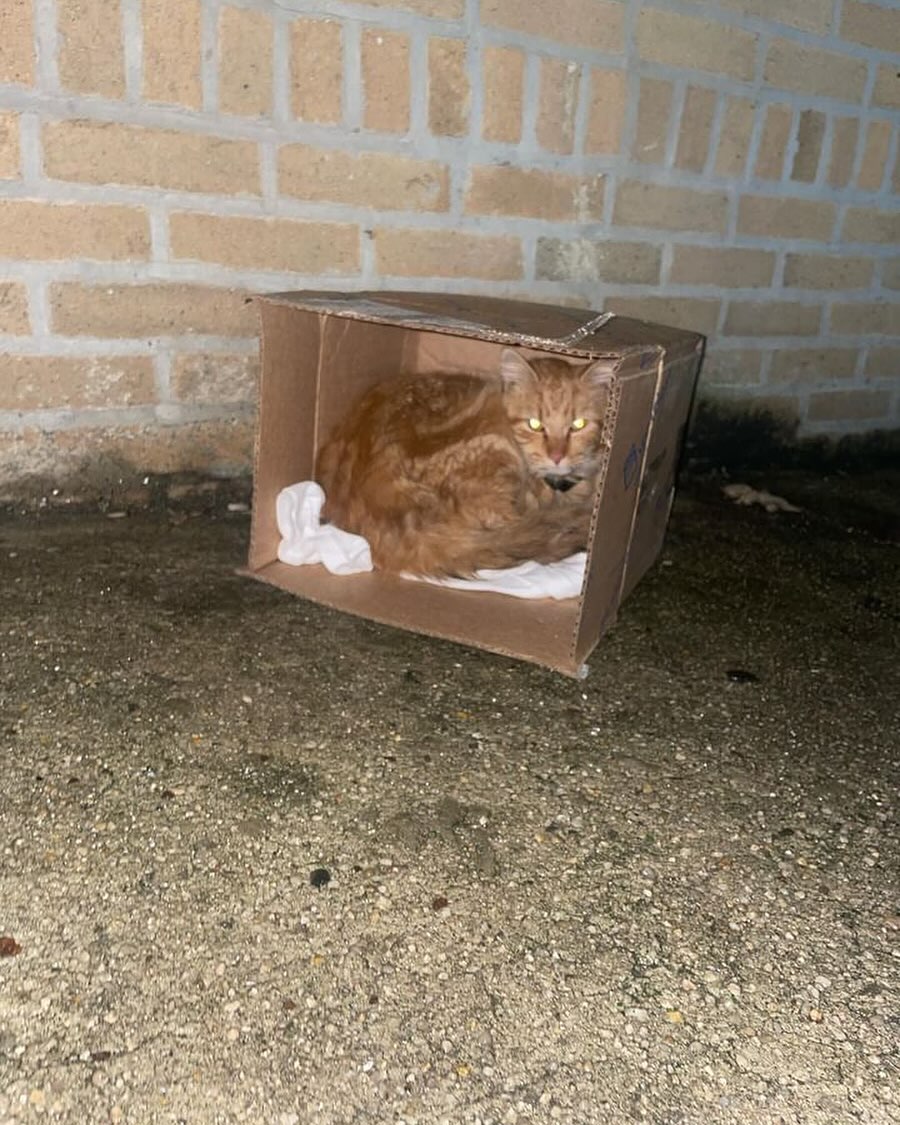 URGENT rescue help needed in the Bronx near 233rd Street. If you can help send us a message right away.

Please message if you have a carrier or a trap. He is injured and cannot move.

#rescued #safe #catrescue #savinglives #streetrescue #streetrescuedcat #veterinarycare