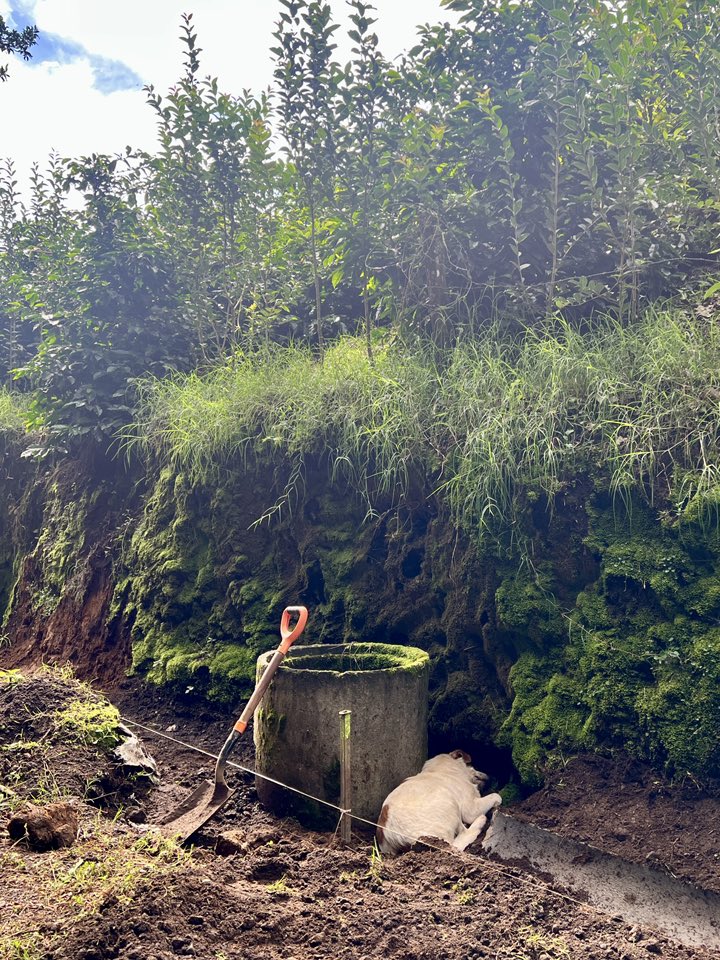 Chavo settles down wherever he can, just to be right next to us while we get on with the work 📷

#LifeAtLandOfTheStrays