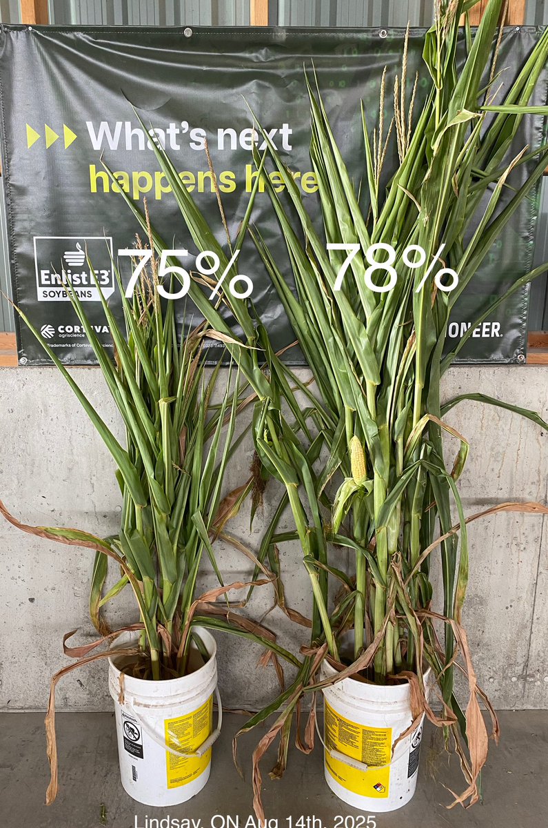 James D'Aoust 🌽 (@cheech_cheech) on Twitter photo Dealing with drought stressed corn silage meeting today with <a href="/thursthill/">Jeff Thurston</a> <a href="/mjhickson9/">Maggie-Jo Hickson</a> in Lindsay area. Samples were from the same field. The one on the left is nearly completely earless. We almost always overestimate how dry drought stressed corn silage is. Patience game to Dealing with drought stressed corn silage meeting today with <a href="/thursthill/">Jeff Thurston</a> <a href="/mjhickson9/">Maggie-Jo Hickson</a> in Lindsay area. Samples were from the same field. The one on the left is nearly completely earless. We almost always overestimate how dry drought stressed corn silage is. Patience game to