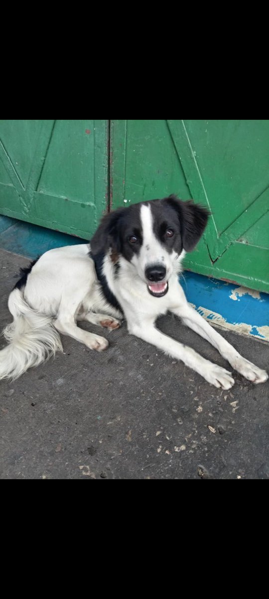 AlertaMePerdi's tweet photo. #ENCONTRADO  #GUAYAQUIL
Fecha: 2025-08-11
Sector: Centro,Mercado oeste. Babahoyo y 10 de agosto
Sexo: Macho
Raza: Mestizo 
Observación: Blanco con manchas negras 
Contacto: 0995214174
¡Ayúdalo a volver con su familia!
 #AlertaMePerdí https://t.co/8vYmCzdzYe