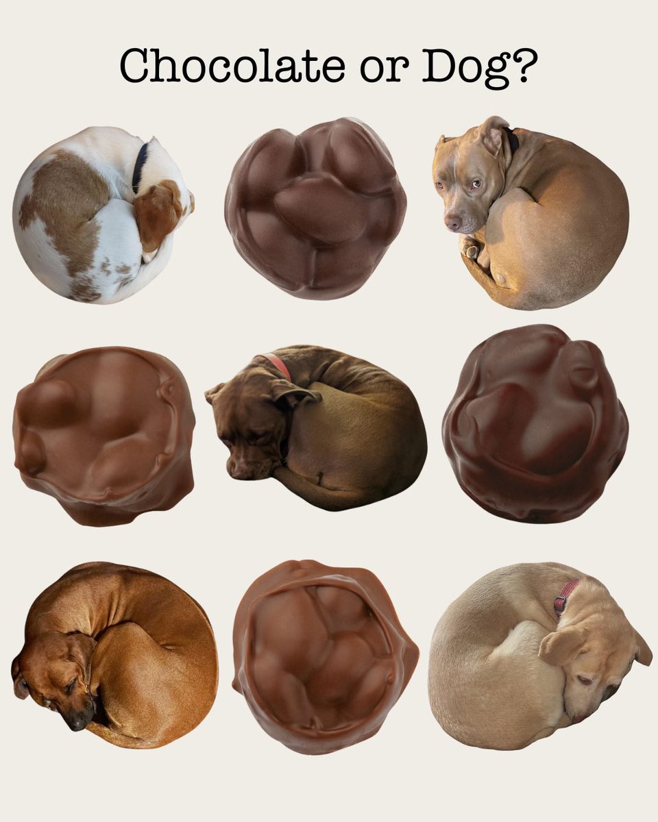 Chocolate or Dog? 🤔
