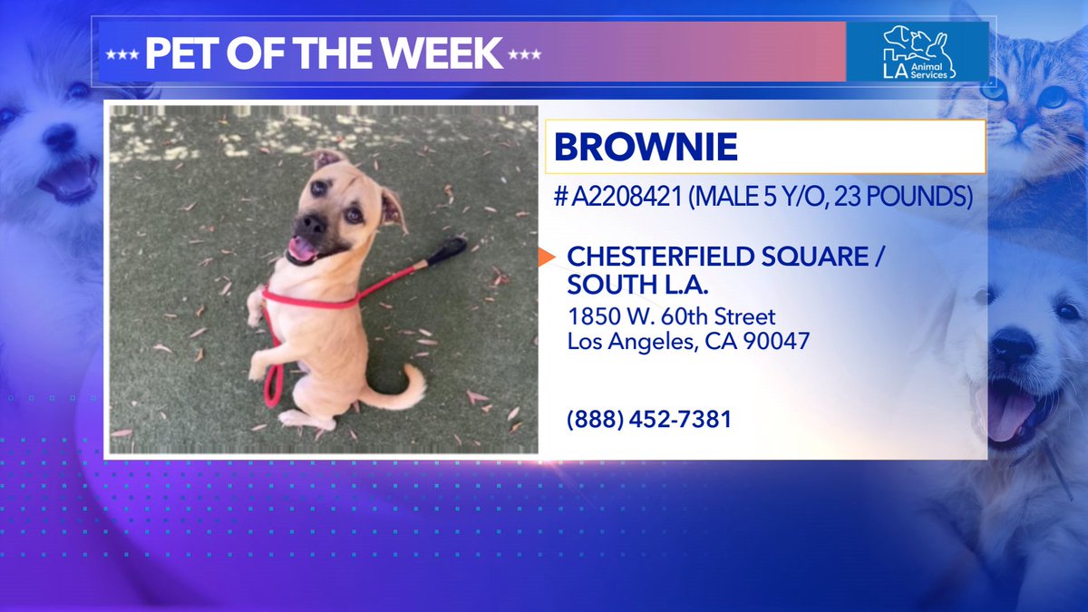 LuParker's tweet photo. Meet Brownie!!!! He will be on at 1:40p @KTLA today! - 5years old. 23 pounds. Sooooo sweet...
Available @LACityPets #A2208421 🐶 #petoftheweek https://t.co/GCTT6IxwGF