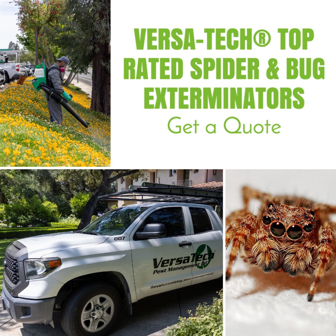 VersaTechPM's tweet photo. Are you looking for the very best, most trusted San Dimas or LA County #spider pest control companies near you? The highly-skilled #bugexterminators at Versa-Tech® are here for you with top rated #pestcontrol & prevention you can count on. Free inspections & quotes (888) 429-1213 https://t.co/qWFvy01glt