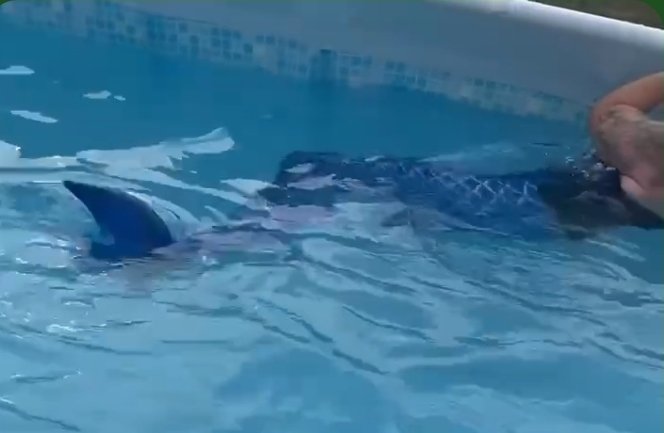 I got to be a mermaid!! In the pool 🙌🤣