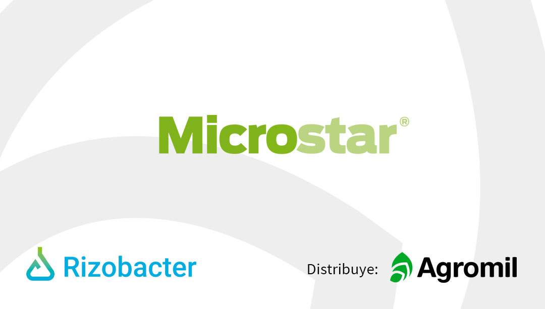 agromil_ltda's tweet photo. Raigrás para semilla sembrado con Microstar en mayo. 👌 Ya aplicada la urea. 📍 Sarandí Grande, Florida.
#MicrostarRizobacter #MicrostarRaigras https://t.co/yC56trc2DT
