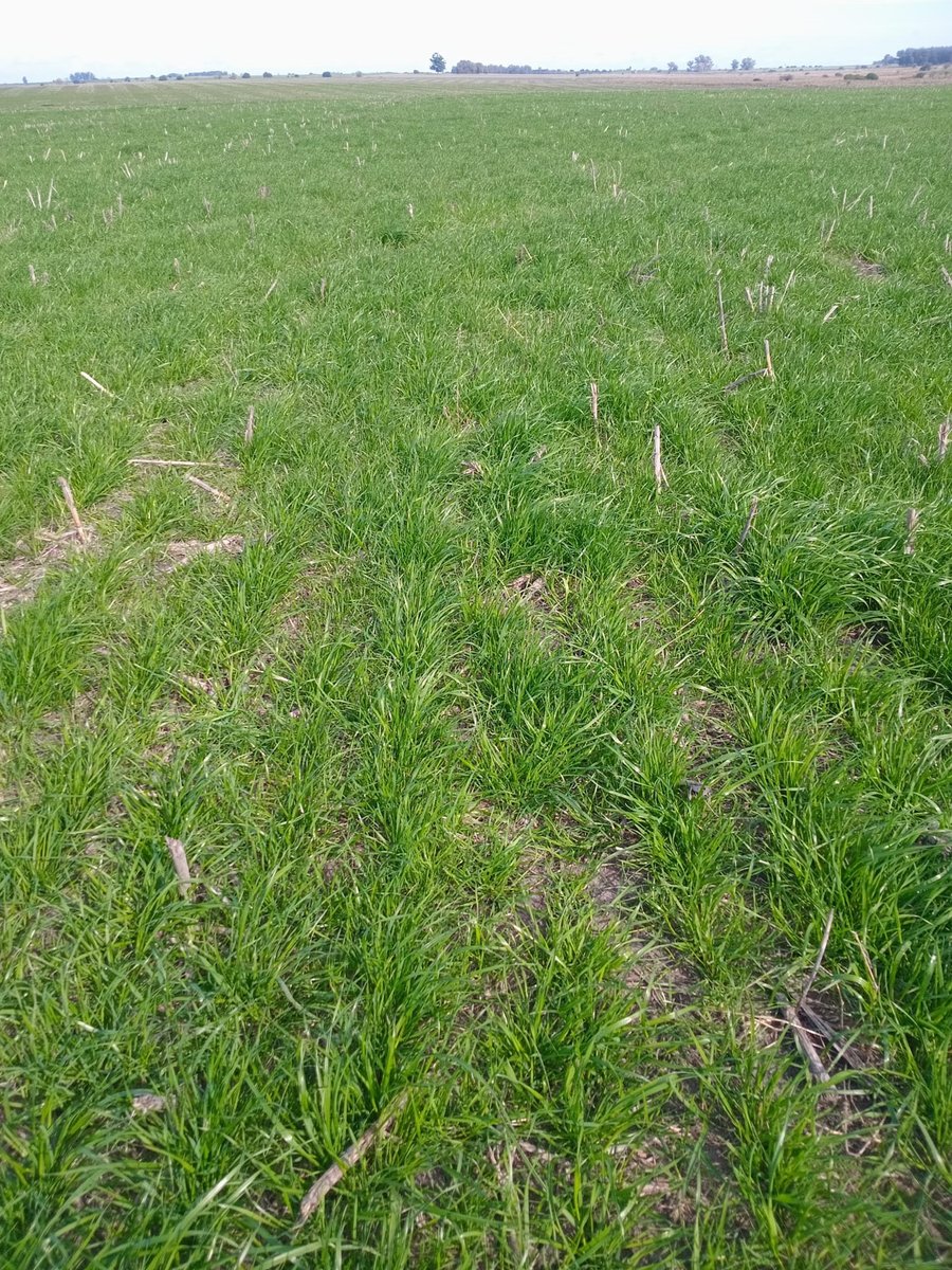 agromil_ltda's tweet photo. Raigrás para semilla sembrado con Microstar en mayo. 👌 Ya aplicada la urea. 📍 Sarandí Grande, Florida.
#MicrostarRizobacter #MicrostarRaigras https://t.co/yC56trc2DT