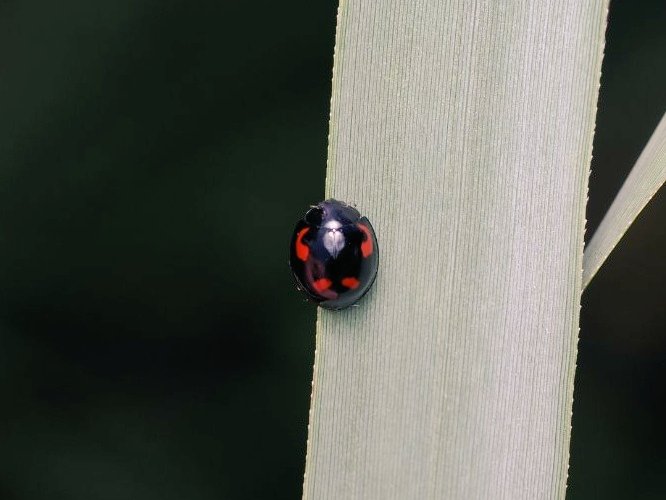 FritillaryLilly's tweet photo. A beautiful Knopper #gall, pine #ladybird, and birch catkin #bug. #Woodwalton #ento #Entomology #TwitterNatureCommunity #UKInsects https://t.co/VeqcxY0VFk