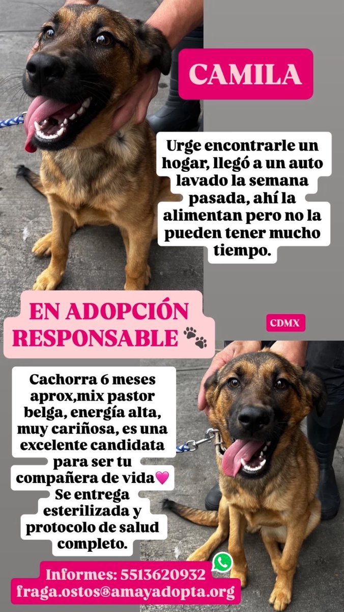 Está perrita llegó a un auto lavado en <a href="/A_VCarranza/">Alcaldía Venustiano Carranza</a> parece que era de casa si la reconoces por favor contacta al número que dice cartel / urge encontrarle hogar no la pueden tener mucho tiempo ahí…🙏🏼 comparte