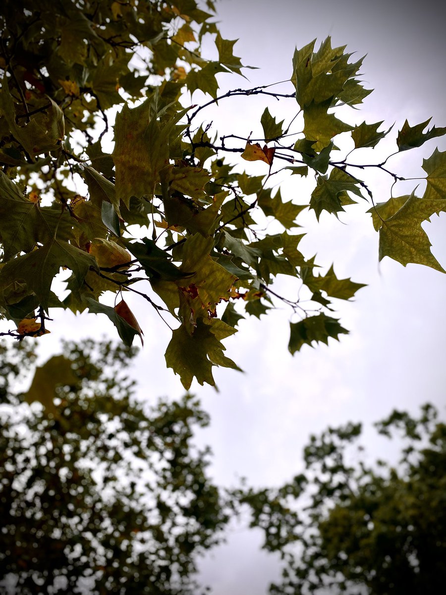 the trees are turning 
didn’t expect to leave you 
leaves into autumn