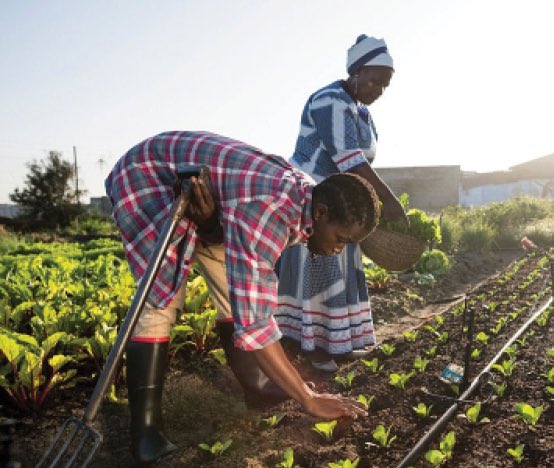 RURAL RENEWAL AND AGRICULTURE                                             With a coordinated strategy on disease control, productivity, trade diversification, logistics, and skills, agriculture can drive rural renewal, food security, and economic growth. <a href="/NEPAD_Agency/">AUDA-NEPAD</a> <a href="/IFAD/">International Fund for Agricultural Development</a>