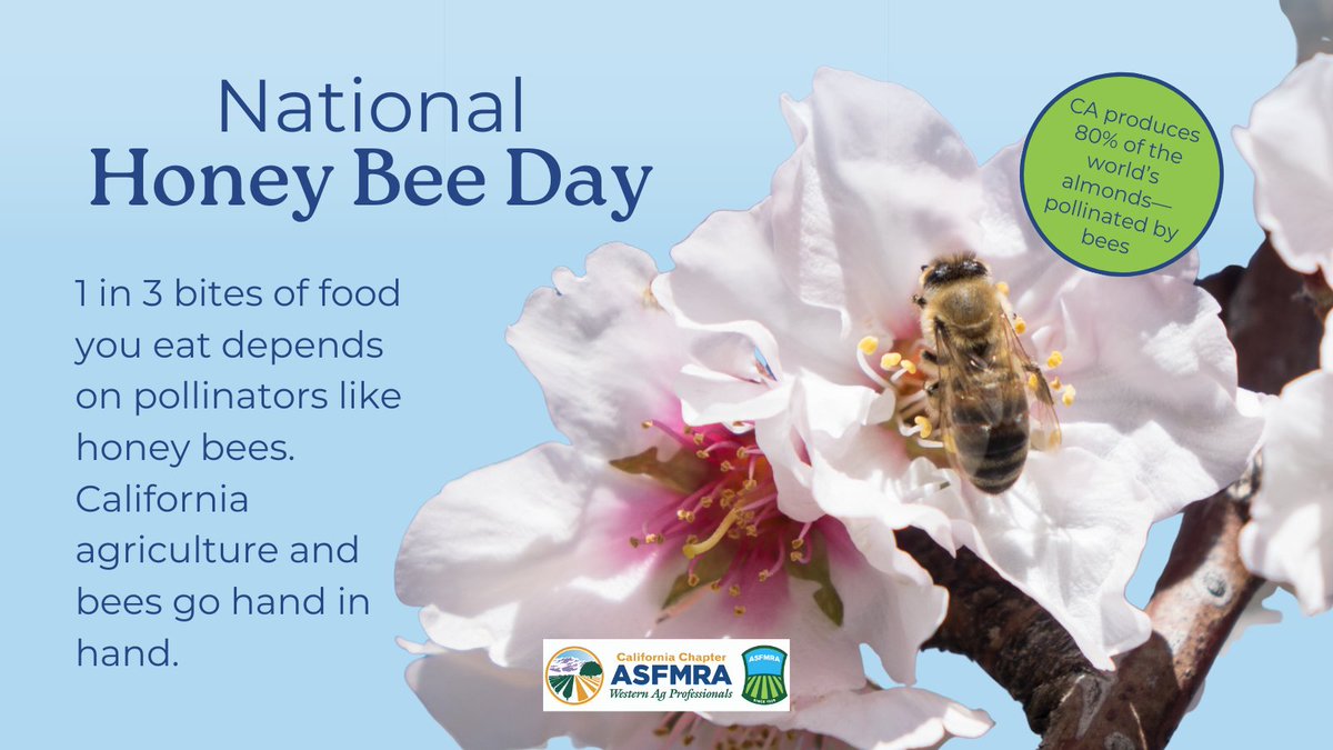 calasfmra's tweet photo. Happy #NationalHoneyBeeDay!

#HoneyBeeDay #PollinatorsMatter #BeeAware #CaliforniaAg #ASFMRA https://t.co/QpijzY3PKa