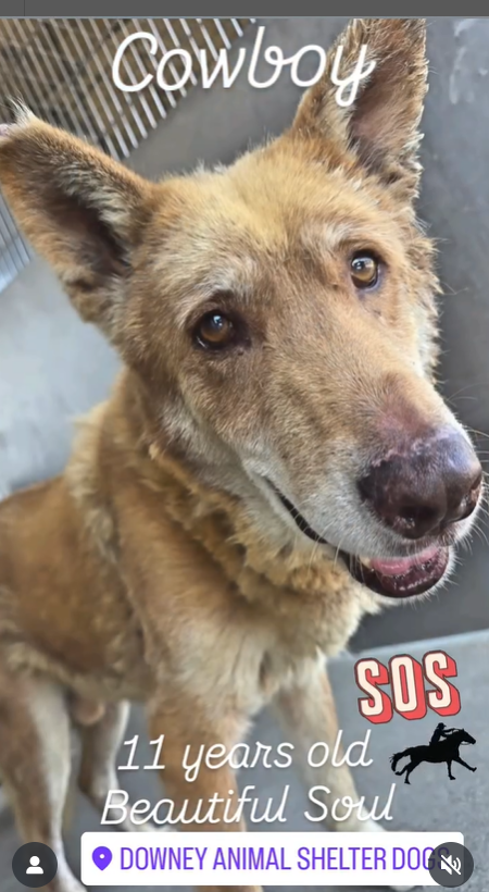 mapleveewesem's tweet photo. 🆘💔🆘 11 yo COWBOY arrived at Downey #California ACC as a stray on 8-1, and he's already on the ☠️list because he's old. 😲He's a 57 lb #husky mix, very sweet &amp; gentle. Main issues are rear leg weakness  &amp; spinal degeneration. Can you foster for rescue?⬇️ Pledge🙏 #A5717274 https://t.co/7hAQ0Ns2YS