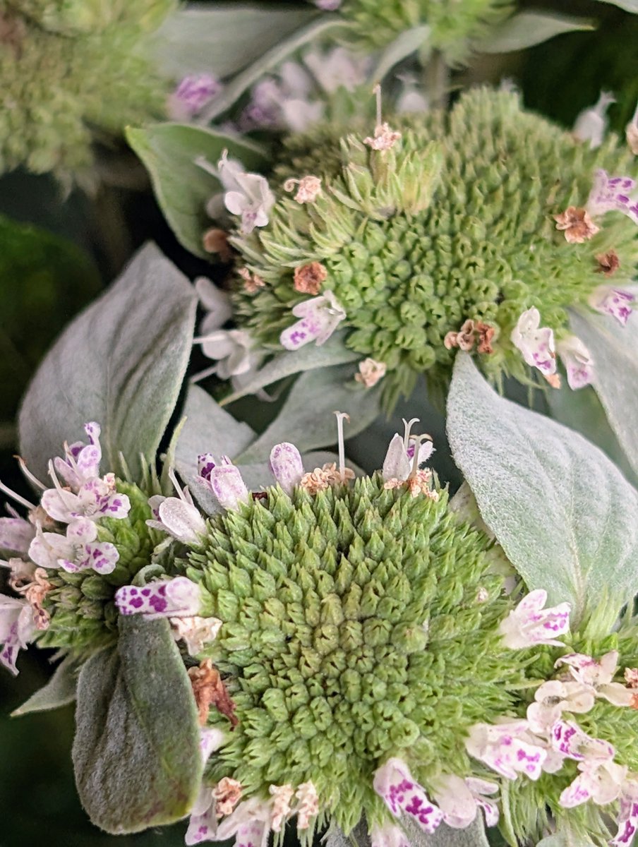 FoxhoundBeeCo's tweet photo. We have mountains of Mountain Mint at the store. Anyone familiar with this one and how much the bees like it? Looking forward to getting this in the ground
This one doesn't spread like the other mints you know, so it's a good
#mountainmint #plants #pollinators #foxhoundbeeco https://t.co/nusTKwCqeO