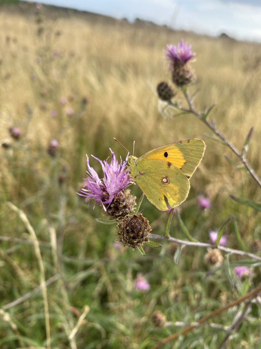 A sublime Clouded Yellow (Colias croceus). This long distance migrant butterfly is feeding on the nectar of Common Knapweed (Centaurea nigra) at Beltinge on the North Kent coast. <a href="/savebutterflies/">Butterfly Conservation 🦋</a>
<a href="/KentWildlife/">Kent Wildlife Trust</a>
<a href="/KentFieldClub/">Kent Field Club</a> <a href="/Buzz_dont_tweet/">Buglife</a> <a href="/Love_plants/">Plantlife</a> <a href="/BSBIbotany/">BSBI: Botanical Society of Britain & Ireland</a> <a href="/canterburycc/">Canterbury City Council</a>