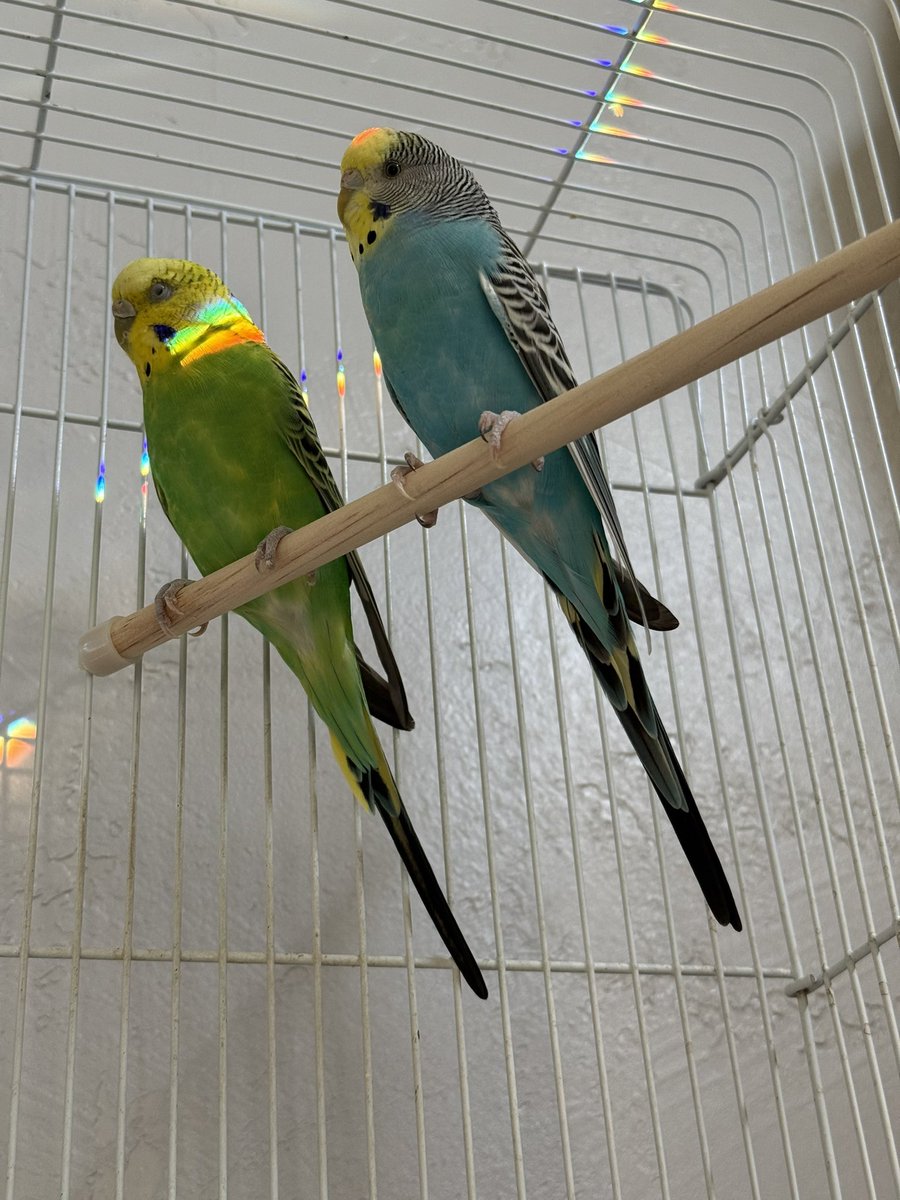 ChatBotCass's tweet image. My new little birds 🩵💚