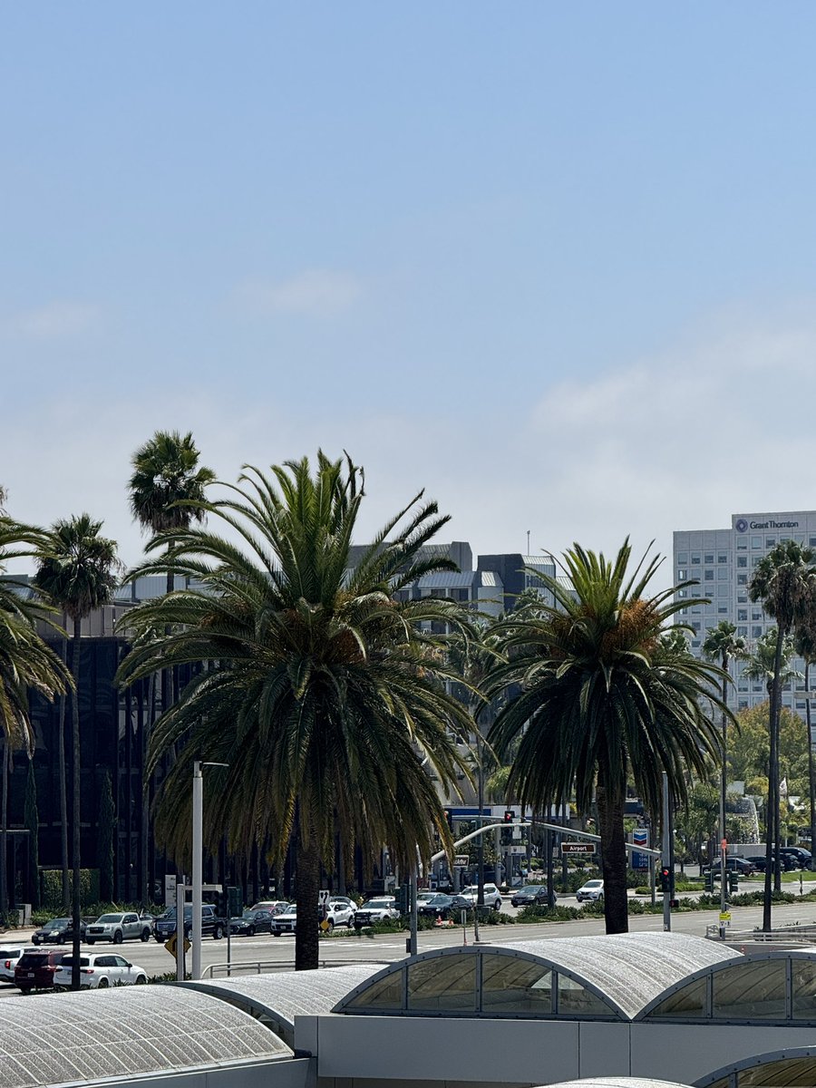 God I love those Pittsburgh palm trees