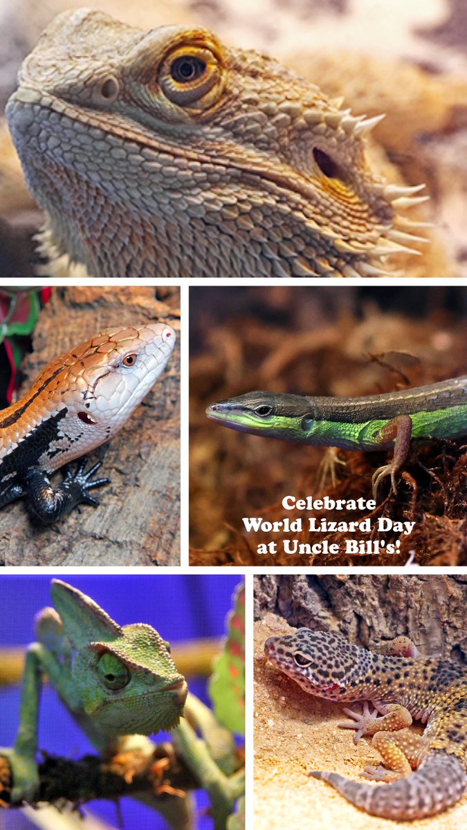 UncleBillsPets's tweet photo. Celebrate #WorldLizardDay at Uncle Bill's Pet Centers! https://t.co/M3CDvzXzFZ