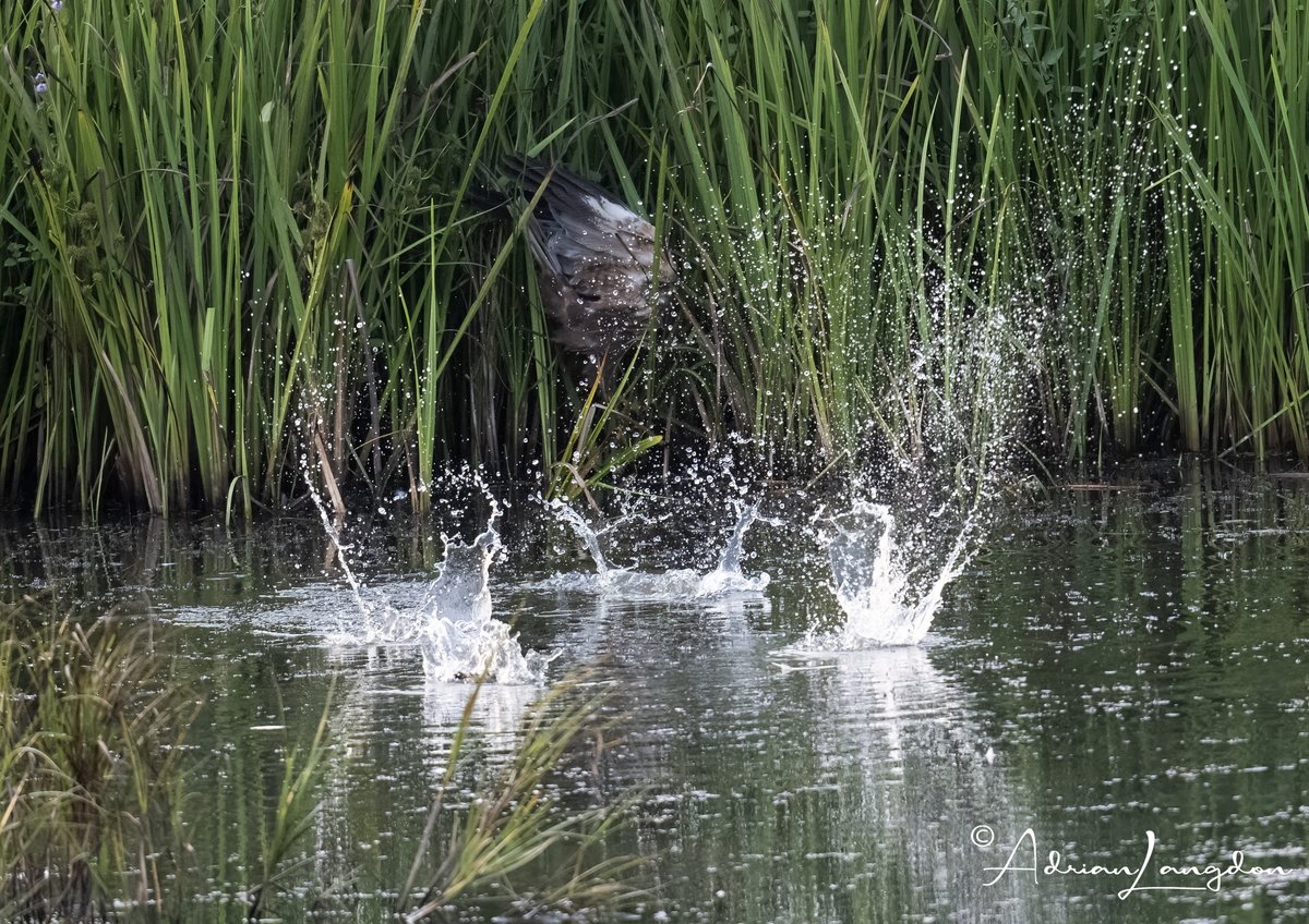 Adrian Langdon (@maxshearwater) on Twitter photo Marsh Harrier at Walmsley being taunted by L.Grebes. #wildcornwall <a href="/CBWPS1/">Cornwall Birds</a> <a href="/Kernowringer/">Peter Roseveare</a> <a href="/camelbirder/">Derek Julian</a> <a href="/BobBosisto/">Bob Bosisto</a> <a href="/JasminaGoodair/">Jasmina Goodair</a> Marsh Harrier at Walmsley being taunted by L.Grebes. #wildcornwall <a href="/CBWPS1/">Cornwall Birds</a> <a href="/Kernowringer/">Peter Roseveare</a> <a href="/camelbirder/">Derek Julian</a> <a href="/BobBosisto/">Bob Bosisto</a> <a href="/JasminaGoodair/">Jasmina Goodair</a>