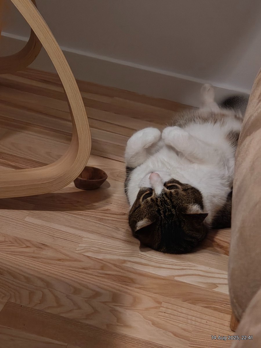 Kari 🇩🇰❤🇺🇦 (@epifrenetics) on Twitter photo Did you know that some cats get absolutely bonkers high from olive wood? I found out exactly 1 week ago. Holy moly. Kota the horse is behaving like a drunk, horny kitten.
And now that I have your attention, please RT and donate to UAB Lüt:
ℙ𝕒𝕪𝕡𝕒𝕝: TuttiBap@Gmail.com
😘 Did you know that some cats get absolutely bonkers high from olive wood? I found out exactly 1 week ago. Holy moly. Kota the horse is behaving like a drunk, horny kitten.
And now that I have your attention, please RT and donate to UAB Lüt:
ℙ𝕒𝕪𝕡𝕒𝕝: TuttiBap@Gmail.com
😘