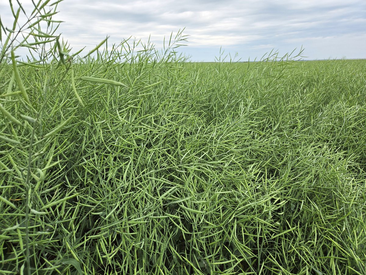 P520L..tripping hazard...time to bring it home <a href="/PioneerSeedsCA/">Pioneer Seeds Canada</a>