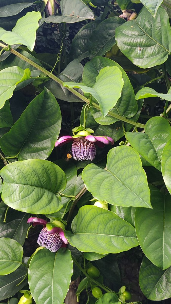 Today I saw a bright-orange bumble-bee cherishing a purple #passiflora in my #garden and wondered why some people want to destroy the world to turn it into #money.
