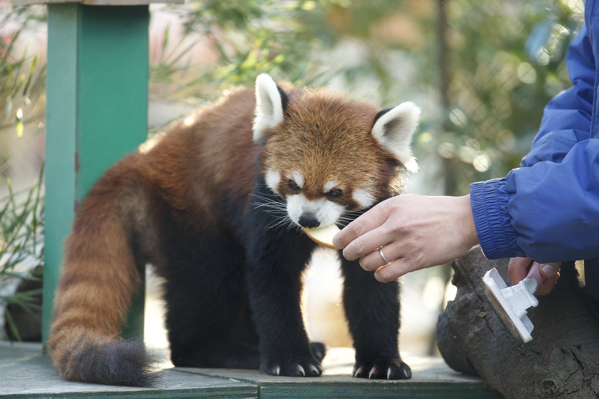 Run_RedPanda's tweet photo. アルくん お誕生日おめでとう🎂🎉

📍#羽村市動物公園 
#レッサーパンダ 
#redpandacub 
#アル #アルくん https://t.co/0Ub8vYHdUp