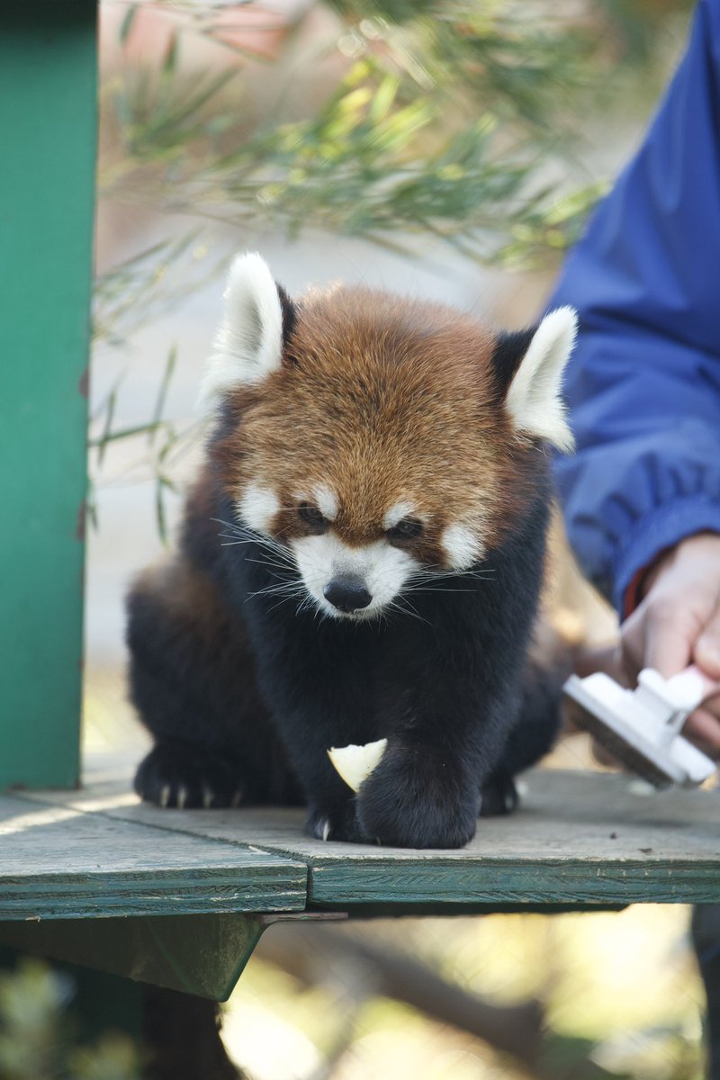 Run_RedPanda's tweet photo. アルくん お誕生日おめでとう🎂🎉

📍#羽村市動物公園 
#レッサーパンダ 
#redpandacub 
#アル #アルくん https://t.co/0Ub8vYHdUp