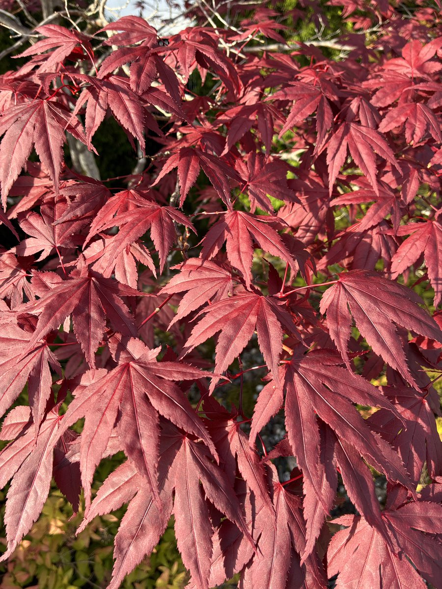 Plants I met on my walk today. 
#Juneau #Alaska #Plants