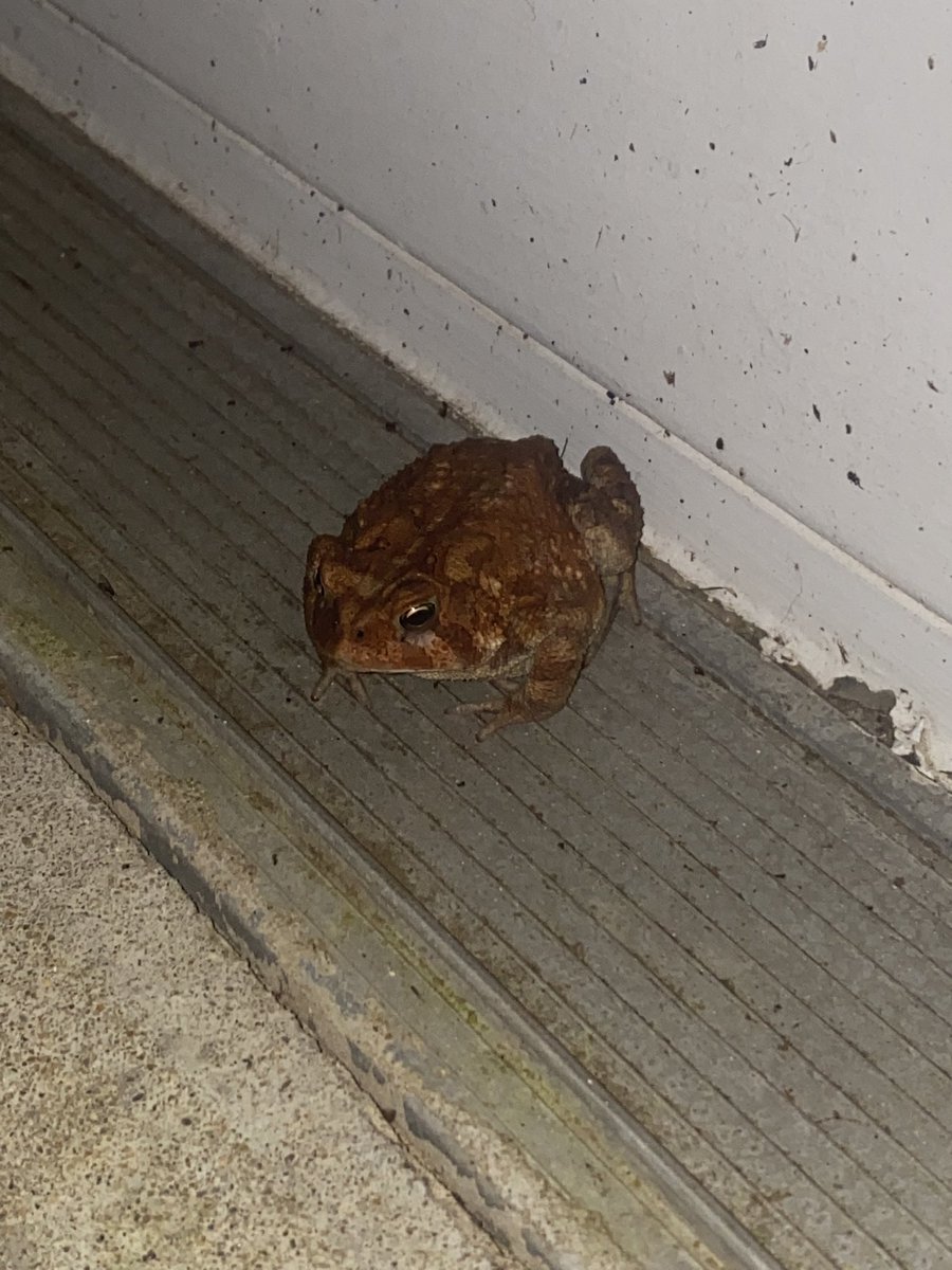 My Frog Friend 🐸