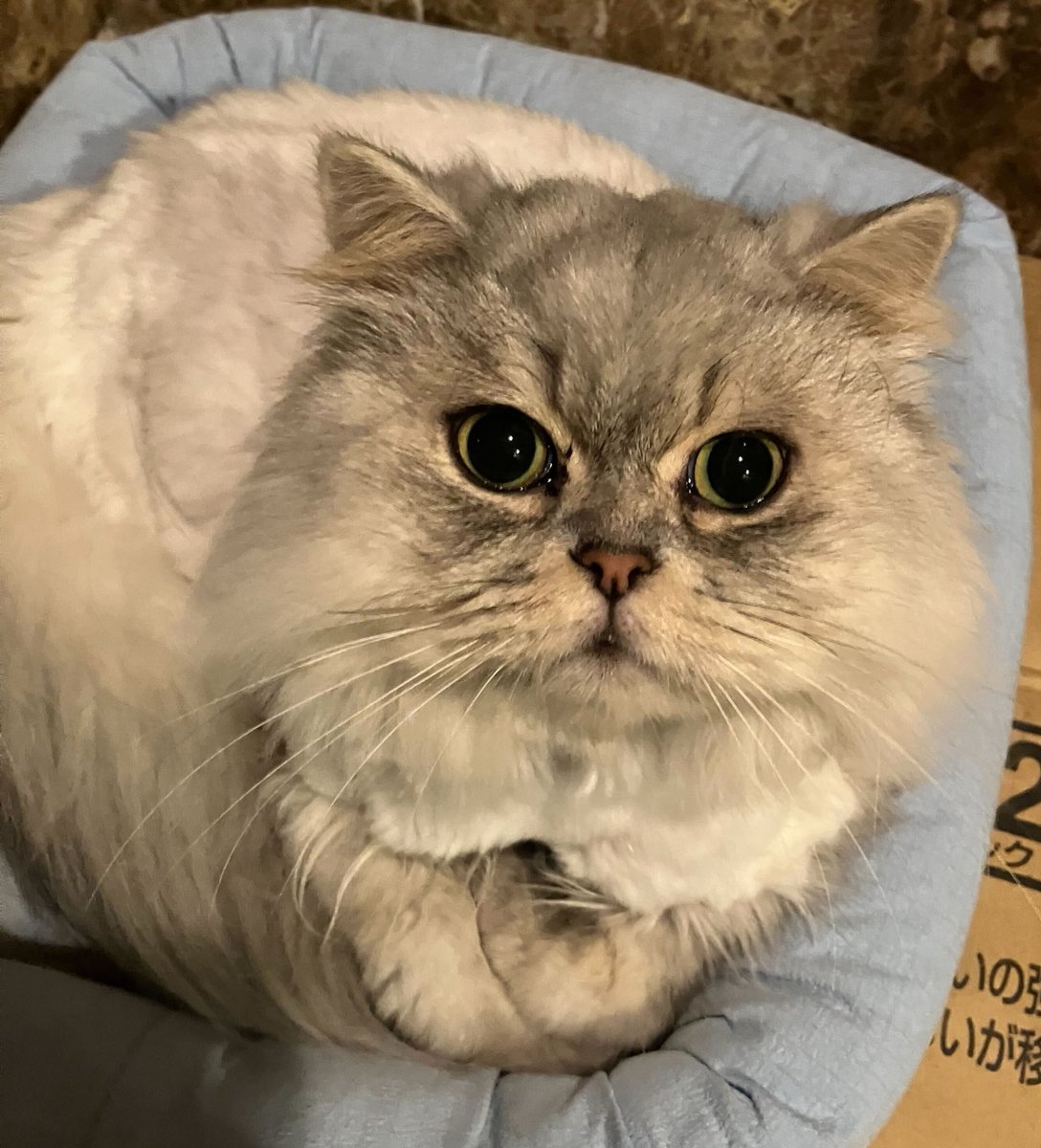 猫のたろう on X: 