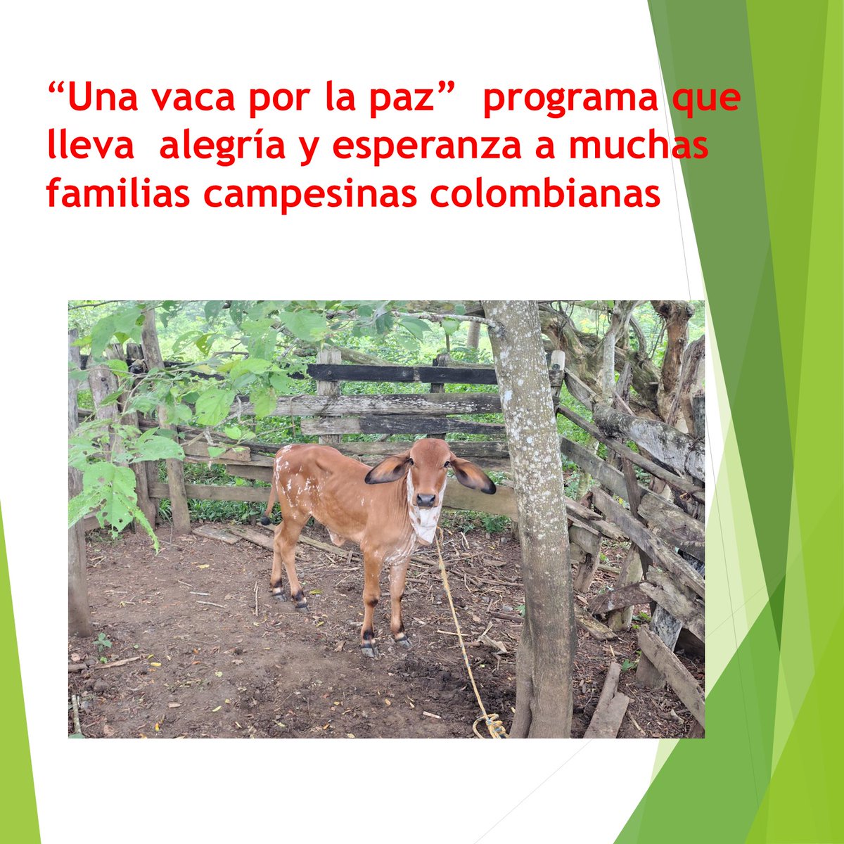 P.Fedegan.Monteria (@nicolas28450686) on Twitter photo Esta foto representa la esperanza de cada familia que reciben una Vaca Por La Paz, que grandeza de la fundación Fundagan
<a href="/jflafaurie/">José Félix Lafaurie</a>
<a href="/GANACOR_GREMIO/">Federación Ganadera de Córdoba</a>
<a href="/Fedegan/">FEDEGAN</a> Esta foto representa la esperanza de cada familia que reciben una Vaca Por La Paz, que grandeza de la fundación Fundagan
<a href="/jflafaurie/">José Félix Lafaurie</a>
<a href="/GANACOR_GREMIO/">Federación Ganadera de Córdoba</a>
<a href="/Fedegan/">FEDEGAN</a>