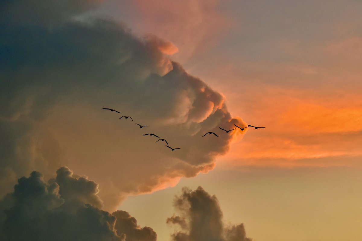 Jason Carney tweet media