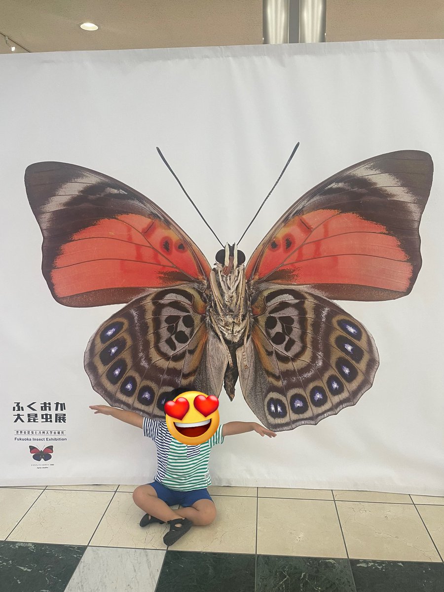 今日もTNC放送会館の昆虫イベントに参加中✨息子は先日行ったけどまた行きたいとの事でまたまたお邪魔してます。ここなら何時間でも楽しめる👍
#ふくおか大昆虫展