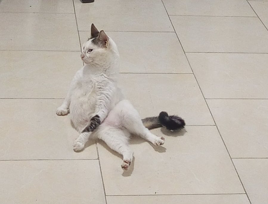 GatunaPandilla's tweet photo. Amo sus poses 😻😻😻😻 https://t.co/9pB4WBFD8L