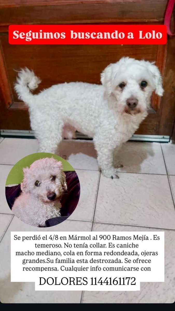 Perrito perdido.
Su familia lo busca.
Por favor rt.
