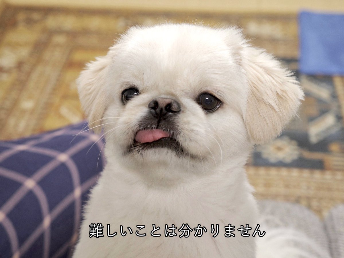 タックス tweet media